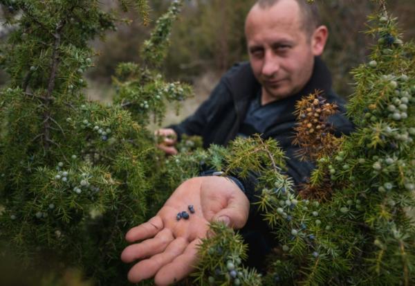 Slobodan Velickovic inspecte les baies de genièvre sur des buissons dispersés dans les collines près de Vranje, dans le sud de la Serbie, le 15 avril 2026