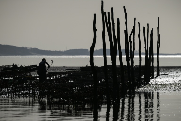 Un parc à huîtres dans le bassin d'Arcachon, le 18 décembre 2024