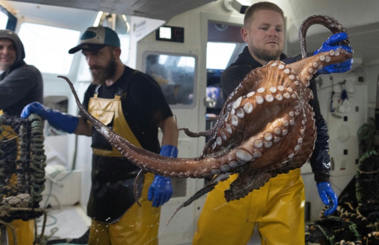 Kilian Chanoit jette une pieuvre dans un sac à bord du Marc'h Mor, au large de l'île Molène, dans le Finistère, le 7 mai 2026