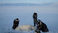 Jon Aars, de l'Institut polaire norvégien, la Française Marie-Anne Blanchet (2e d) et le vétérinaire norvégien Rolf Arne Olberg (g) mesurent un grand ours polaire mâle, dans l'archipel du Svalbard, le 6 avril 2025