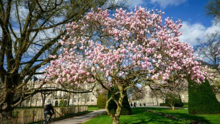 Une politique pro-vélo vertueuse, ou une offensive anti-voiture excessive? Dans plusieurs grandes villes, comme à Strasbourg, la question des mobilités est un sujet clivant dans la campagne pour les municipales