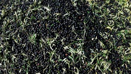 Des olives cueillies dans une ferme à Iznajar, en Espagne, le 6 mars 2012