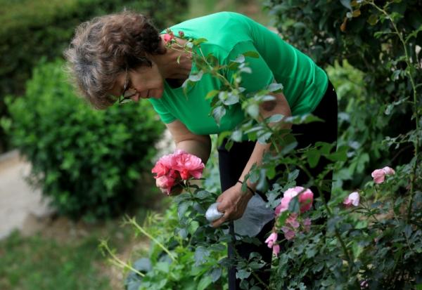 Ariana Nikolla, enseignante en biologie, recueille les pétales d'une rose à Përmet, le 28 mai 2025 en Albanie