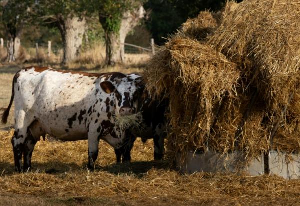 Une vache mange du foin, à Heudreville-en-Lieuvin, dans l'Eure, le 21 août 2026