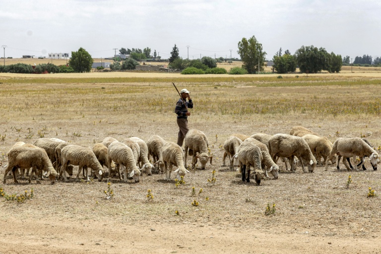 A Khémisset, près de Rabat, le 3 juin 2025