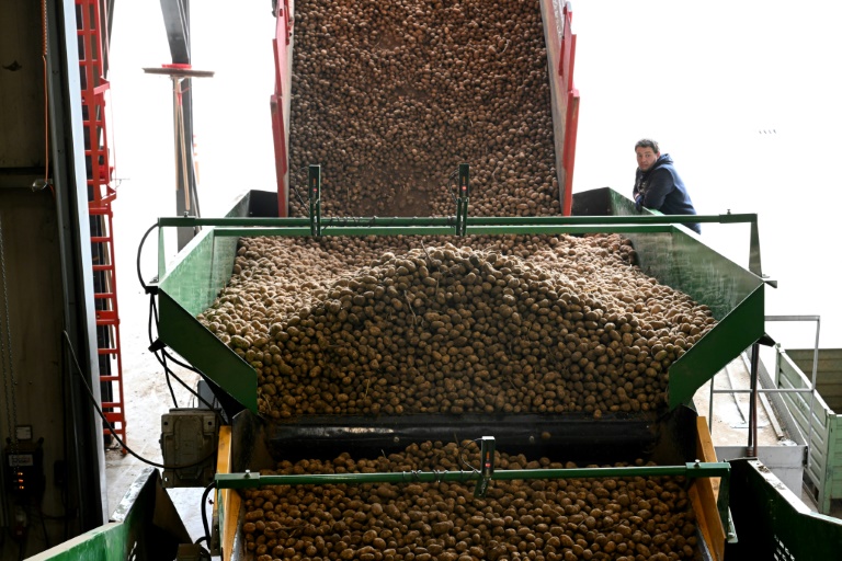 Un employé surveille le tri de pommes de terre dans une coopérative agricole près de Geer, dans l’est de la Belgique, le 26 septembre 2025