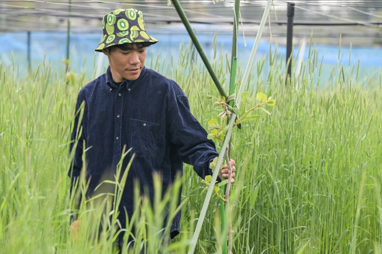 Takuya Haraguchi, directeur de ReFruits Co., inspecte ses plants de kiwis lors d'une interview avec l'AFP dans sa ferme, à quelques kilomètres de la centrale nucléaire sinistrée de Fukushima, le 24 avril 2025 à Okuma, au Japon