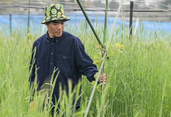Takuya Haraguchi, directeur de ReFruits Co., inspecte ses plants de kiwis lors d'une interview avec l'AFP dans sa ferme, à quelques kilomètres de la centrale nucléaire sinistrée de Fukushima, le 24 avril 2025 à Okuma, au Japon
