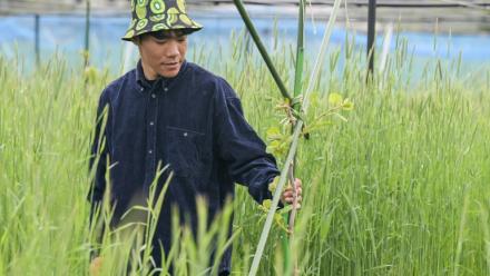 Takuya Haraguchi, directeur de ReFruits Co., inspecte ses plants de kiwis lors d'une interview avec l'AFP dans sa ferme, à quelques kilomètres de la centrale nucléaire sinistrée de Fukushima, le 24 avril 2025 à Okuma, au Japon