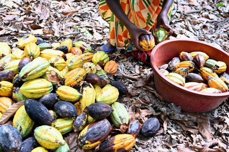 Des cabosses de cacao dans une plantation, près de Divo, le 20 octobre 2025 en Côte d'Ivoire