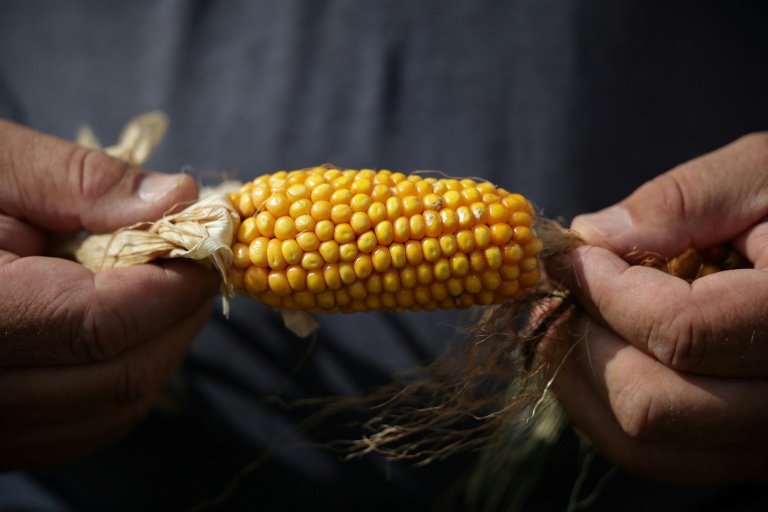 Le cultivateur de céréales Sébastien Maylin présente un épi de maïs affecté par la sécheresse, le 24 août 2026 à Bazordan, dans le département des Hautes-Pyrénées. Selon le ministère, la  récolte nationale serait quasiment divisée par deux sur un an.