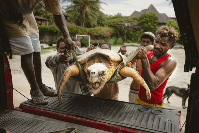 Des membres de l'ONG Local Ocean Conservation (LOC) transportent une tortue qui vient d'être hameçonnée vers le centre du LOC où elle sera soignée, le 22 mai 2025 à Watamu, au Kenya