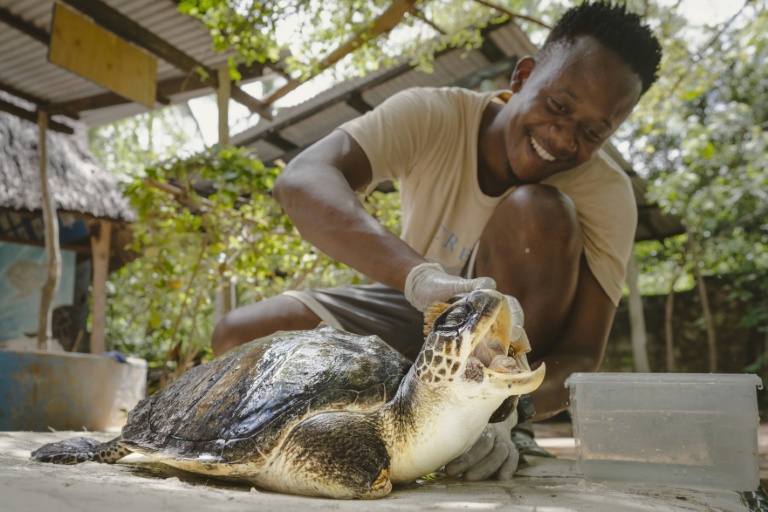 Lameck Maitha, coordinateur sanitaire de l'ONG Local Ocean Conservation, caresse la tête de la tortue Safari, dont une nageoire a dû être amputée après avoir été prise dans un filet de pêche, le 19 mai 2025 à Watamu, au Kenya