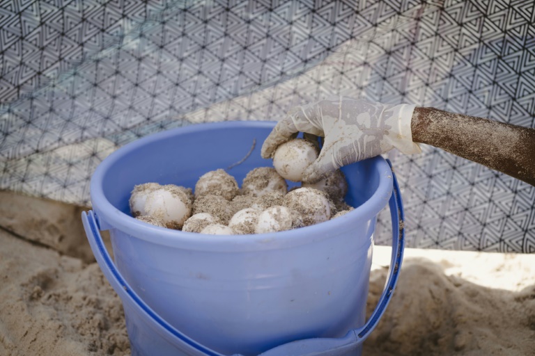 Un membre de l'ONG Local Ocean Conservation déplace des œufs de tortues marines d'un site de nidification trop proche de l'eau, à Watamu, le 23 mai 2025 au Kenya