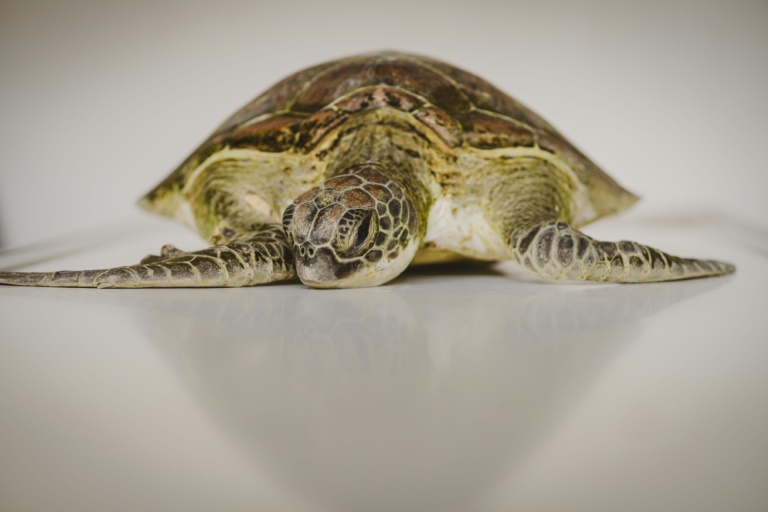 Une jeune tortue, en observation au centre de réhabilitation de l'ONG Local Ocean Conservation, passe une radiographie dans un hôpital local de Watamu, le 21 mai 2025 au Kenya