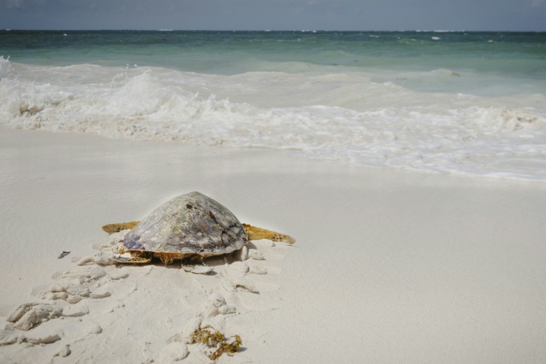 Une jeune tortue relâchée par l'ONG Local Ocean Conservation, le 23 mai 2025 à Watamu, au Kenya