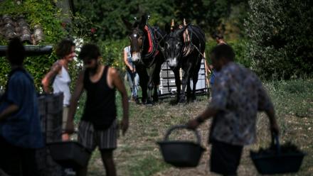 Vendanges au Château Coutet à Saint-Emilion, en Gironde, le 7 septembre 2026