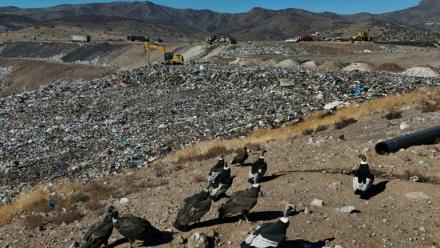 Des condors à la recherche de nourriture, à la décharge de Los Colorados exploitée par KDM Residuos, à Tiltil, au Chili, le 8 mai 2026