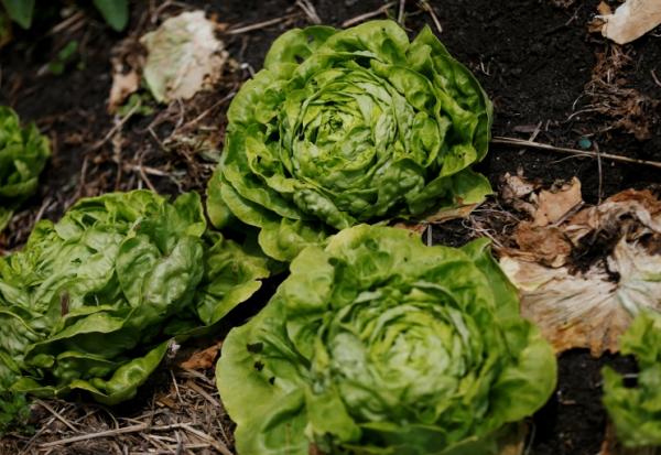 Un intermédiaire et un important maraîcher, fournisseur de grandes marques de distribution, ont été condamnés mardi à Marseille à deux ans d'emprisonnement, assorti pour moitié d'un sursis simple, pour un trafic de pesticides importés d'Espagne