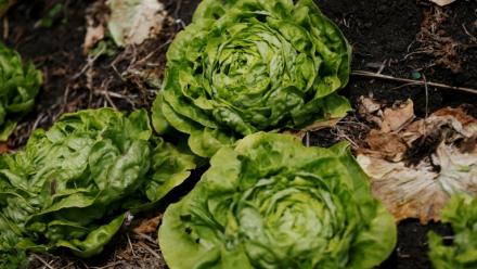 Un intermédiaire et un important maraîcher, fournisseur de grandes marques de distribution, ont été condamnés mardi à Marseille à deux ans d'emprisonnement, assorti pour moitié d'un sursis simple, pour un trafic de pesticides importés d'Espagne