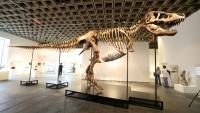 "Gus", un T-Rex parmi les plus complets au monde, exposé par Sotheby's à New York, le 1er juillet 2026