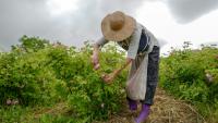 Cueillette de roses Centifolia pour la parfumerie Christian Dior, au Domaine de Manon à Grasse, le 14 mai 2020