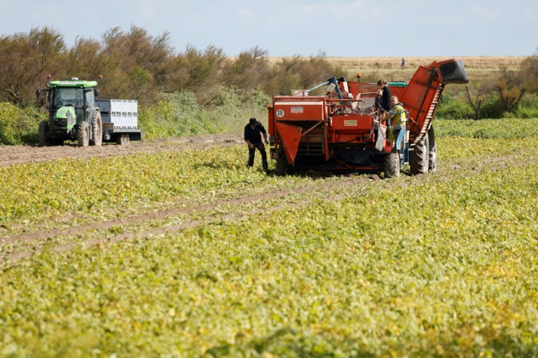Récolte de pommes de terre à Noirmoutier-en-l'Ile (Vendée), le 2 mai 2024