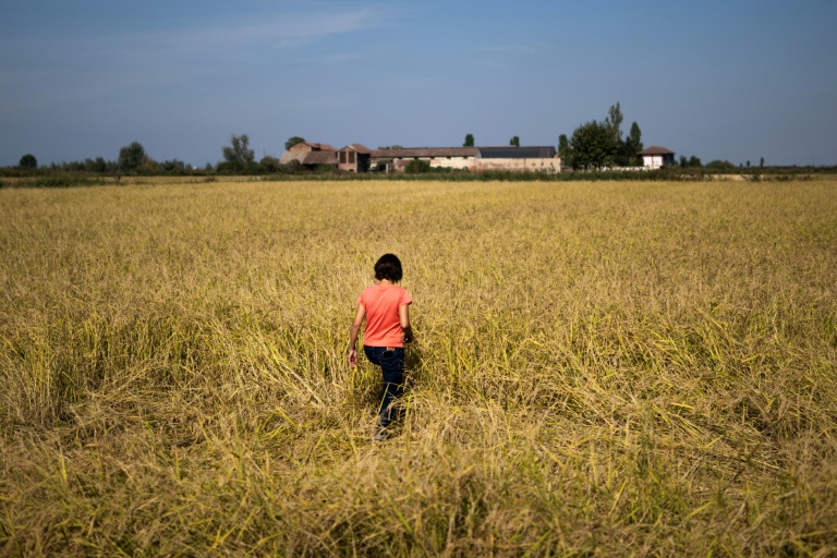 Alice Cerutti marche dans un champ de riz à Crova, en Italie, le 28 septembre 2026
