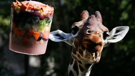 Une girafe mange des fruits et légumes glacés au jardin zoologique de Rome, le « Bioparco », pendant une vague de chaleur, le 26 juin 2026