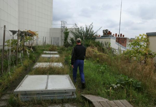 Un potager sur le toit de l'Opéra Bastille géré par la société agricole Topager, le 25 septembre 202 à Paris 