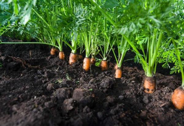 Bonduelle : chute après l'avertissement