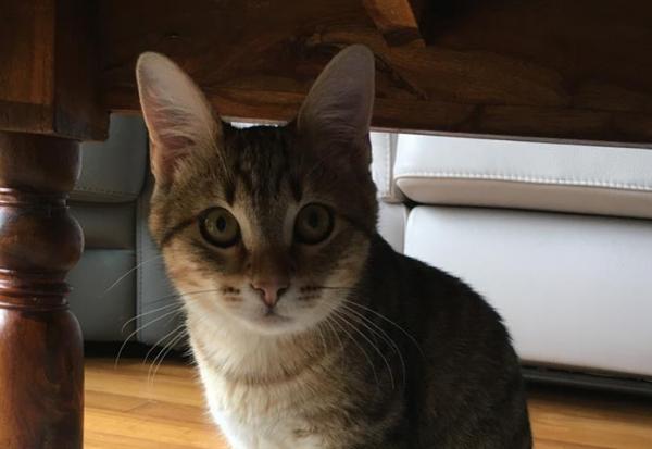 Chewy corrige à Wall Street